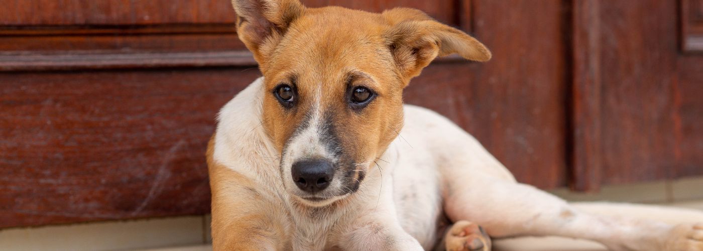 Pets Activating Motion Sensors Unintentionally  